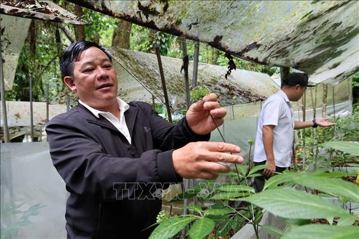 Ông Nguyễn Văn Lượng kiểm tra chất lượng hoa của một cây sâm Ngọc Linh.