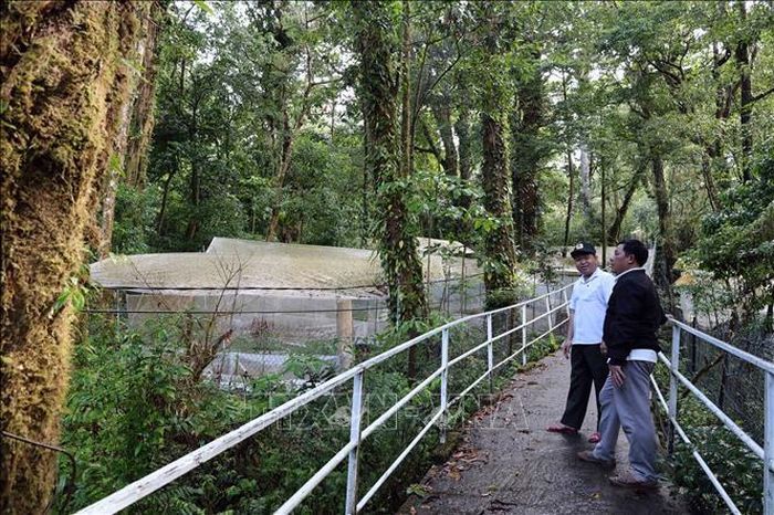 Vườn sâm Ngọc Linh của ông Nguyễn Văn Lượng dưới tán rừng.