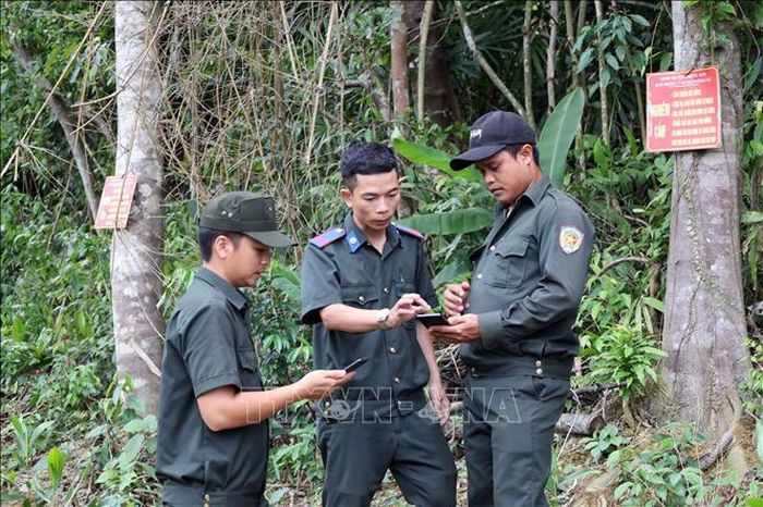 Lực lượng chuyên trách quản lý bảo vệ rừng sử dụng ứng dụng công nghệ trên điện thoại thông minh để xác định ranh giới giữa rừng sản xuất của người dân và rừng phòng hộ tự nhiên trên địa bàn xã Phước Năng, thành phố Đà Nẵng.