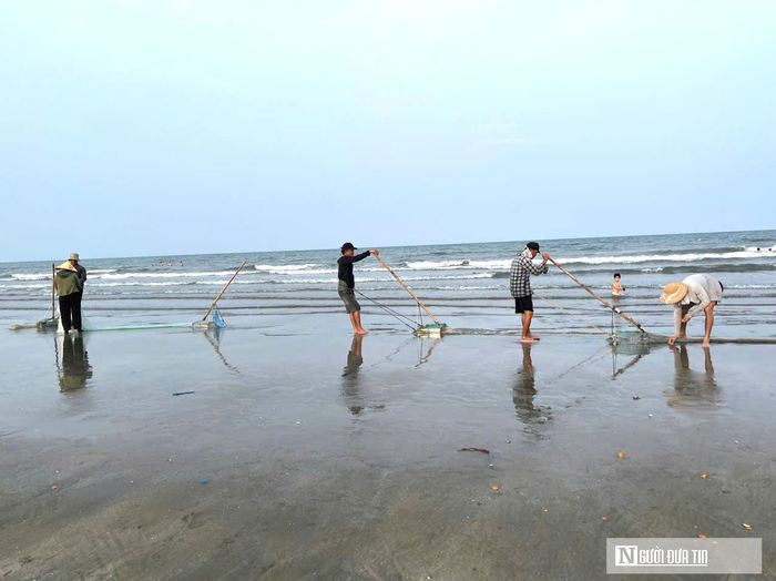 Vào thời điểm này, khi thủy triều bắt đầu rút xuống, người dân các vùng ven biển như ở xã Quỳnh An, phường Quỳnh Phương,…tỉnh Nghệ An tập trung để cào cát bắt ốc cườm bán cho thương lái, nhà hàng,...