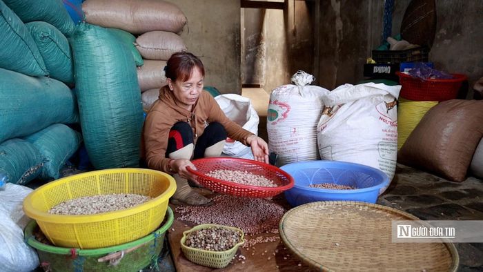 Đậu phộng sau khi phơi khô, được sàng lọc kĩ để loại bỏ hạt lép.