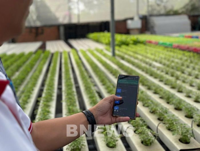 Truy xuất nguồn gốc rau. Ảnh: Bích Hồng/Bnews/vnanet.vn
