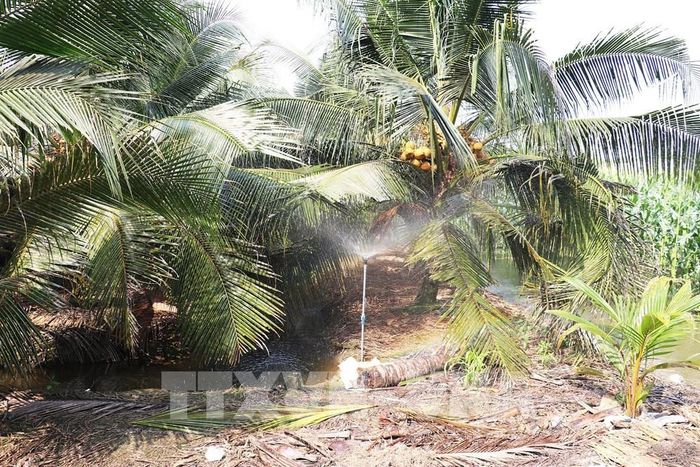 Vườn dừa đạt tiêu chuẩn VietGAP áp dụng công nghệ tưới phun. Ảnh: Hữu Chí - TTXVN
