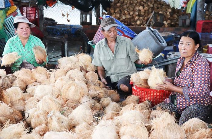 Nhân công phân loại quả dừa khô đã sơ chế trước khi xuất khẩu. Ảnh: Hữu Chí TTXVN