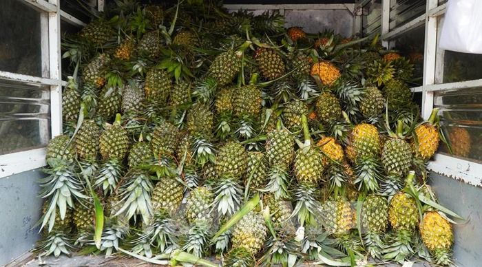 Dứa là một trong những mặt hàng nông sản chủ lực của tỉnh Đồng Tháp. Ảnh: Nhựt An - TTXVN 