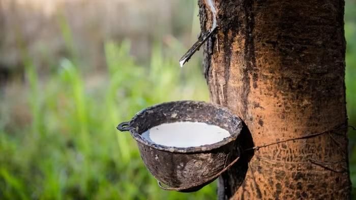 Trong nước, giá mủ cao su được thu mua không có thay đổi so với hôm qua