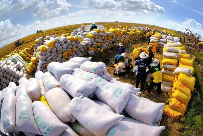 Nông dân thu hoạch lúa tại khu vực đồng bằng sông Cửu Long. Ảnh: VGP