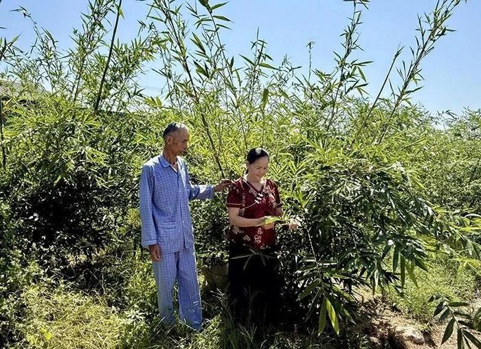 Mô hình trang trại tổng hợp của ông Lê Khắc Phú, tổ dân phố 5 mang lại hiệu quả kinh tế.