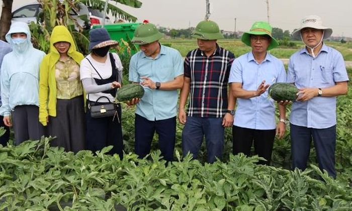 Lãnh đạo Chi cục Trồng trọt và Bảo vệ thực vật, Thống kê tỉnh tham quan vùng trồng dưa hấu đã được cấp mã số vùng trồng phục vụ xuất khẩu tại phường Cảnh Thụy.
