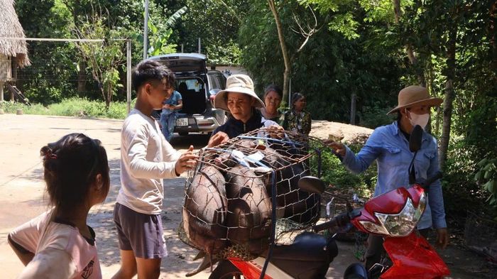 Xã Bến Hiên hỗ trợ heo đen giống bản địa cho các hộ nghèo, cận nghèo và hộ có hoàn cảnh khó khăn trên địa bàn. Ảnh: H.H