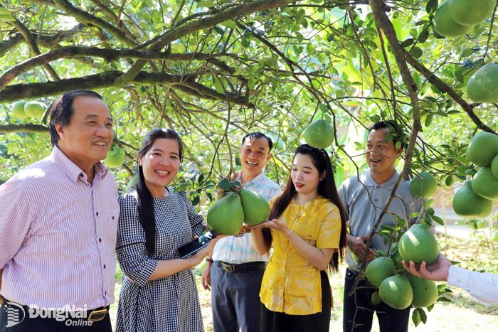 Doanh nghiệp tham quan, tìm hiểu vùng chuyên canh trồng bưởi tại phường Tân Triều.