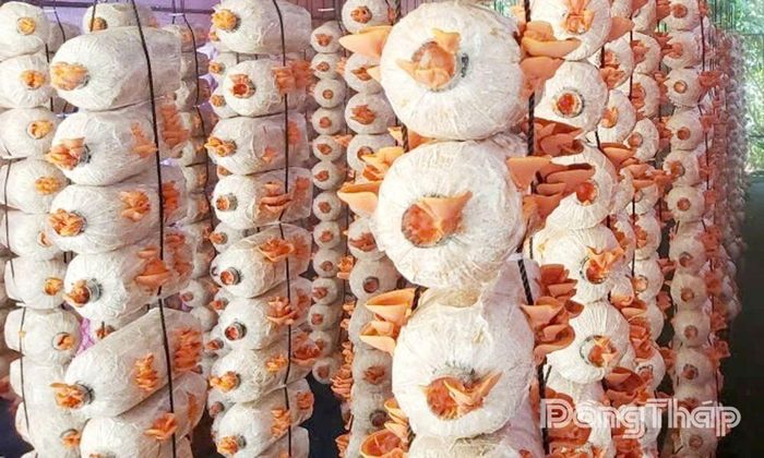 Cơ sở sản xuất nấm Vân Chi đỏ (Ảnh nhóm nghiên cứu).