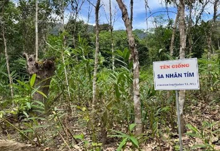 Cây sa nhân được trồng thử nghiệm dưới tán rừng ở xã Bác Ái Tây.