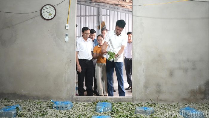 Đồng chí Nguyễn Thế Phước - Phó Bí thư Tỉnh ủy, Chủ tịch Ủy ban MTTQ Việt Nam tỉnh kiểm tra vùng trồng dâu gắn với phát triển nghề nuôi tằm tại xã Trấn Yên.