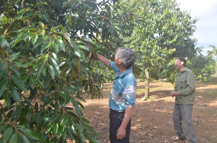 Nông hộ có diện tích nhỏ cùng sản xuất trên một địa bàn có thể liên kết để tạo vùng trồng đạt diện tích để được cấp mã vùng trồng xuất khẩu
