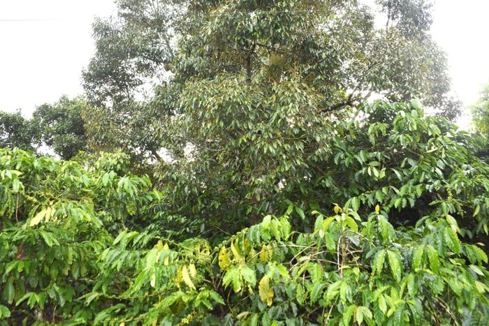 Sầu riêng trồng xen rất khó chăm sóc đạt chất lượng tốt phục vụ xuất khẩu