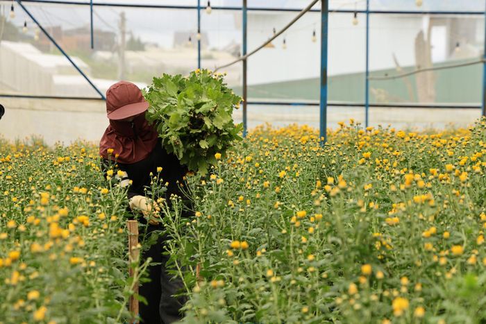 Bản quyền giống cây trồng chính là điều kiện bắt buộc để nông sản bước ra thị trường toàn cầu