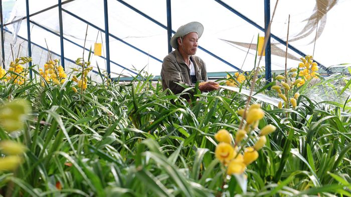 Hoa địa lan Đà Lạt có giá trị cao, đẹp nhưng do bản quyền về giống nên rất ít cơ sở sản xuất có thể xuất khẩu ra thị trường nước ngoài.