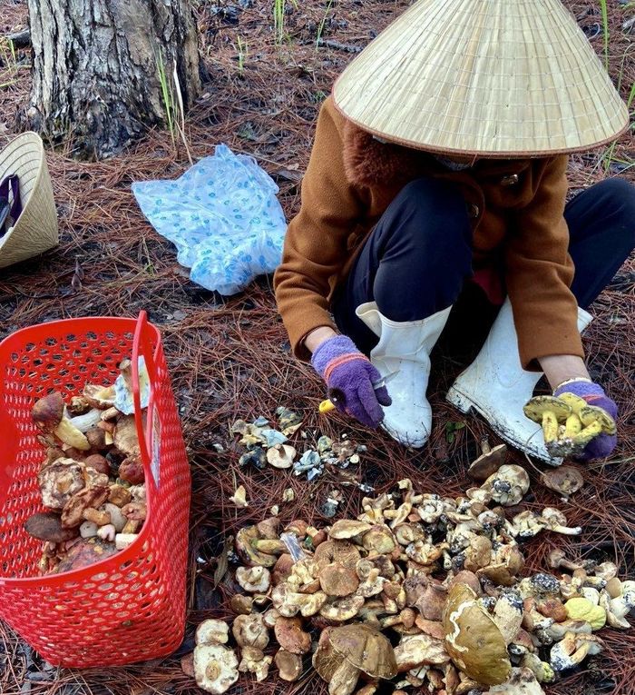 Một người dân thu hái nấm rừng tại khu vực Đà Lạt và phân loại theo kinh nghiệm