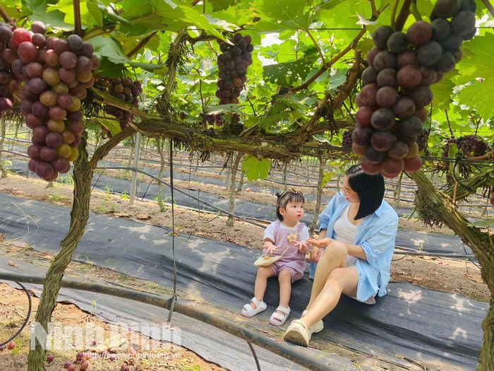 Hoạt động tham quan, trải nghiệm tại vườn nho Đồng Du (Bình Lục) thu hút đông đảo gia đình có trẻ nhỏ.