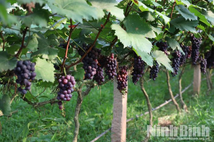 Những chùm nho chín mọng tạo nên điểm nhấn hấp dẫn thu hút du khách đến trải nghiệm.