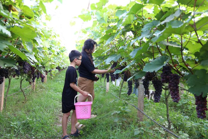 Du khách tham quan, trải nghiệm thu hoạch tại vườn nho.
