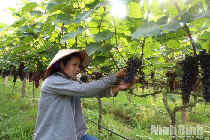 Hàng trăm gốc nho của gia đình chị Hà vào mùa thu hoạch.