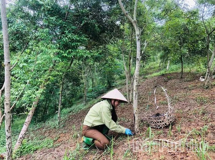 Khai thác nhựa sơn đòi hỏi sự khéo léo, tỉ mỉ để đảm bảo năng suất và chất lượng sản phẩm.