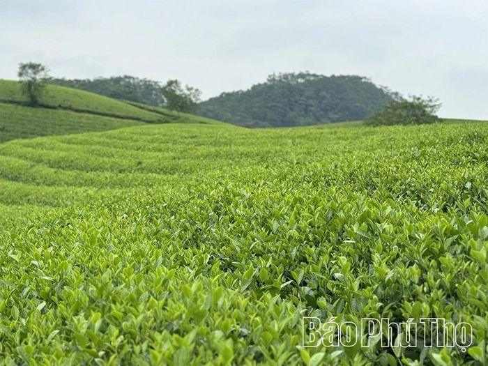 Vùng nguyên liệu chè búp chất lượng cao của HTX Dịch vụ nông lâm nghiệp Xuân Đài được chăm sóc đảm bảo quy trình VietGAP.
