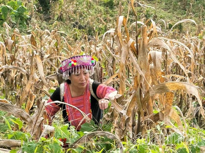 Tình trạng khô hạn ở vùng đất Hang Kia đã gây ảnh hưởng nghiêm trọng đến đời sống và hoạt động sản xuất của người dân.