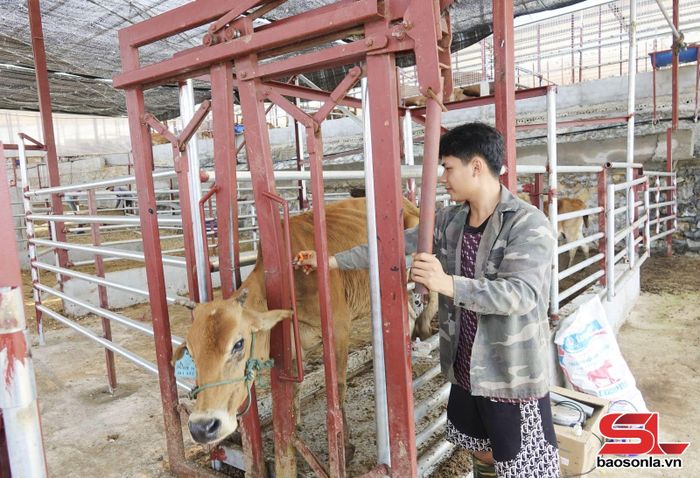 Nông dân xã Mai Sơn tiêm phòng vắc xin cho đàn trâu, bò.