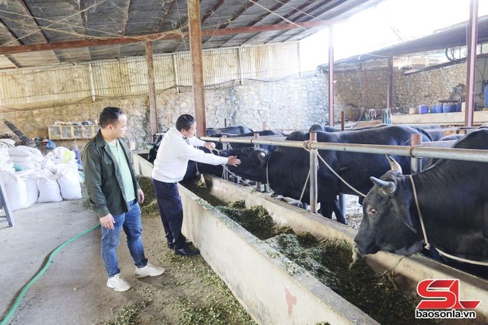 Cán bộ thú y kiểm tra, hướng dẫn nông dân xã Chiềng Mai thực hiện các biện pháp phòng, chống dịch bệnh cho gia súc mùa mưa lũ.