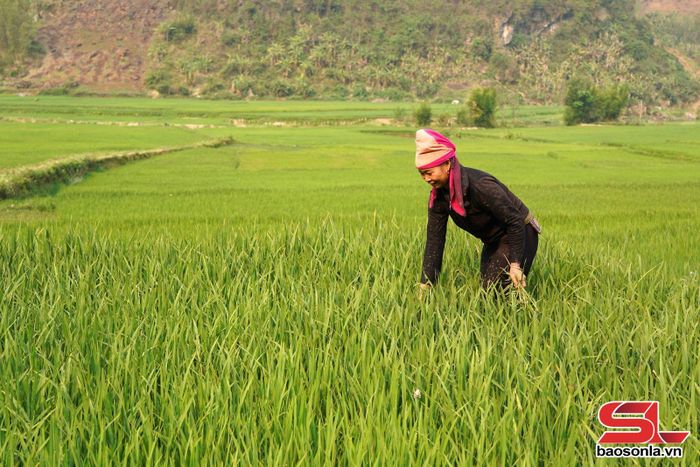 Nhân dân bản Huổi Lạnh, xã Long Hẹ chăm sóc lúa xuân.