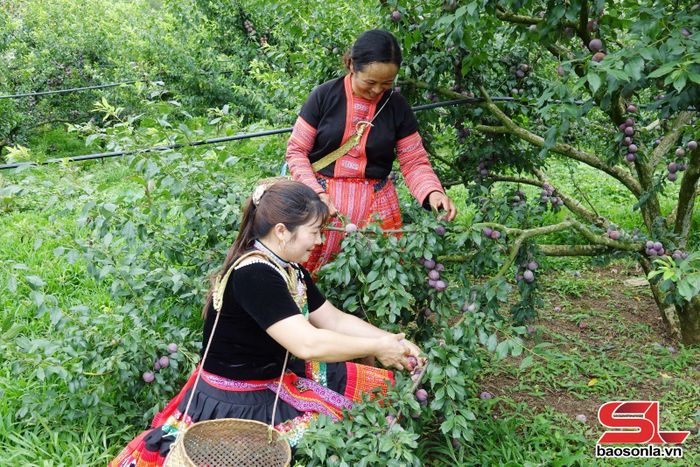 Nông dân xã Phiêng Khoài thu hoạch mận hậu.