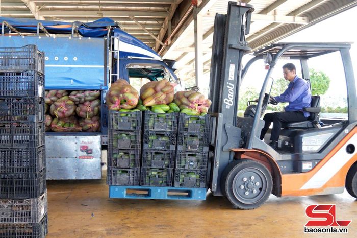 Thu mua, vận chuyển nguyên liệu xoài tại Trung tâm chế biến rau, quả DOVECO Sơn La.