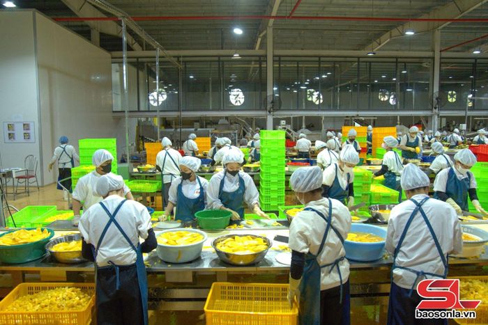 Chế biến xoài tại Trung tâm chế biến rau quả DOVECO Sơn La