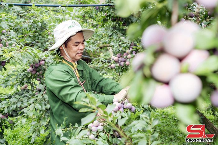 Nông dân xã Phiêng Khoài thu hoạch mận hậu.
