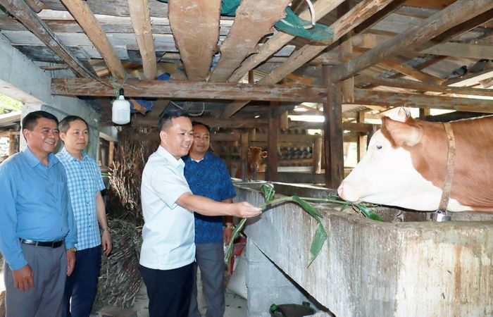 Đồng chí Đỗ Hùng Đức, Phó Chủ tịch UBND tỉnh thăm mô hình nuôi bò tại thôn Há Lìa, xã Thắng Mố.