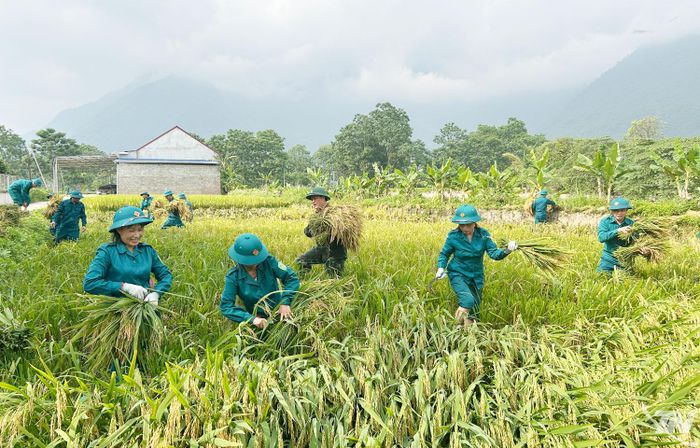 Chiến sĩ Dân quân tham gia gặt lúa giúp gia đình bà Hà Thị Phái, xã Đại Từ.