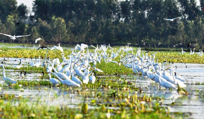 Một góc Khu bảo tồn đất ngập nước Láng Sen (Tây Ninh). Ảnh: ITN