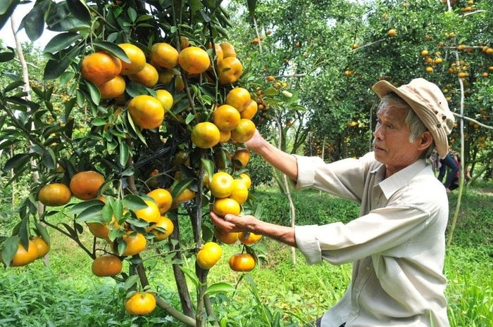 Quýt hồng là trái cây đặc sản của Lai Vung, Đồng Tháp