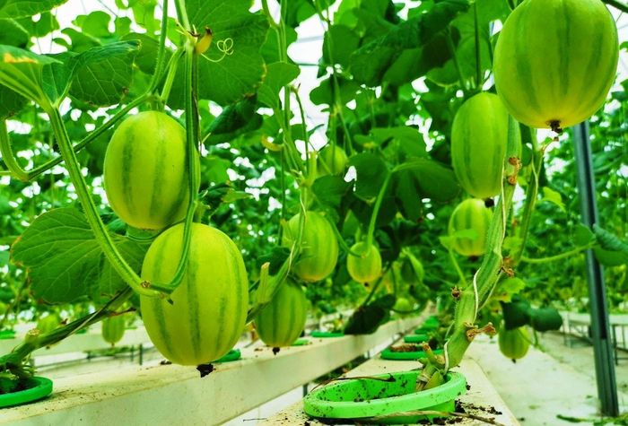 Đồng Tháp xây dựng và phát triển thương hiệu các sản phẩm nông nghiệp chủ lực của tỉnh