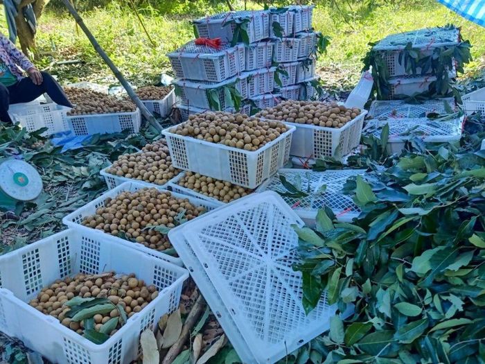Ảnh minh họa: Kampuchea Thmey News.