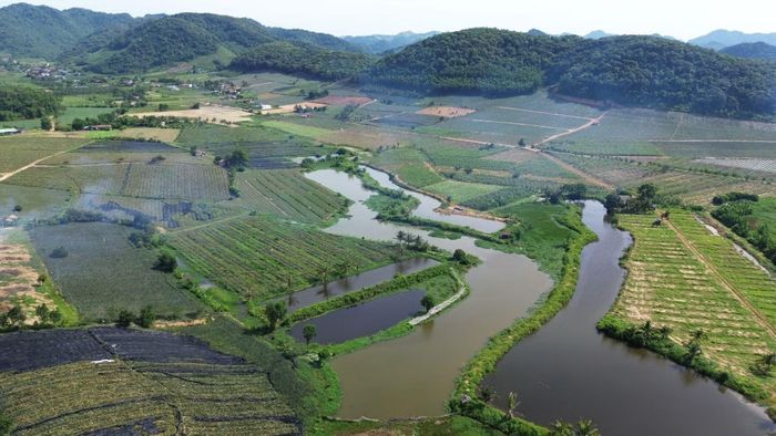 Mùa dứa ở Thanh Hóa đang vào vụ chính nhưng giá dứa chưa bằng một nửa so với năm ngoái.