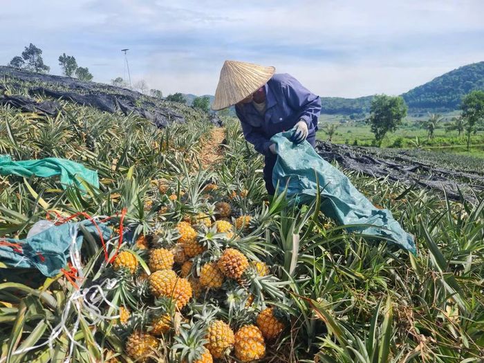 Người trồng dứa ở Thanh Hóa đang “khóc” vì rớt giá.