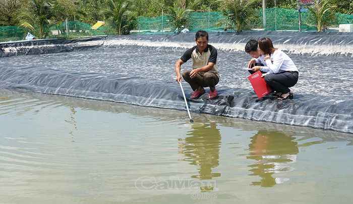Nhân viên Agrribank Cà Mau tham quan mô hình vay vốn sản xuất sò huyết tại trại giống Ba Việt (xã Cái Nước).
