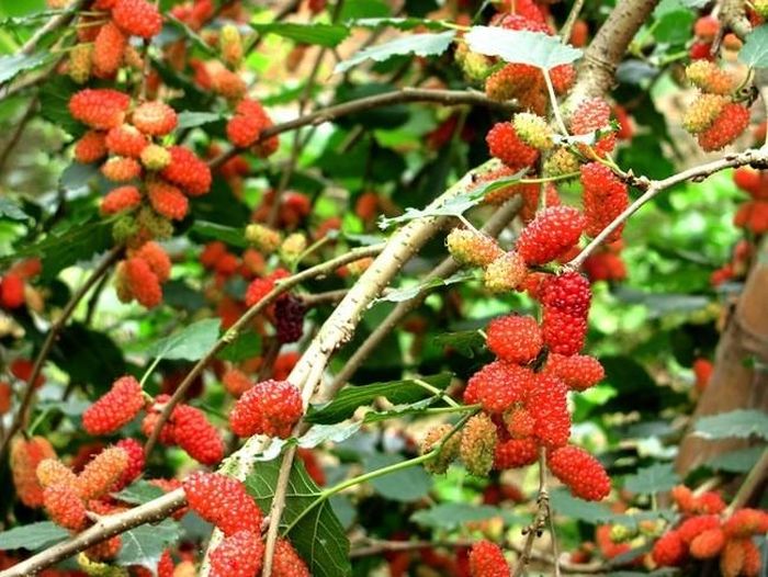 Không nên trồng cây dâu trước cửa. Ảnh minh họa
