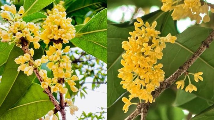 Cây mộc hương – Hương thơm mang tài lộc. Ảnh minh họa