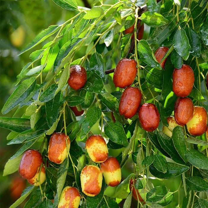Cây táo tàu – Biểu tượng của no đủ và viên mãn. Ảnh minh họa