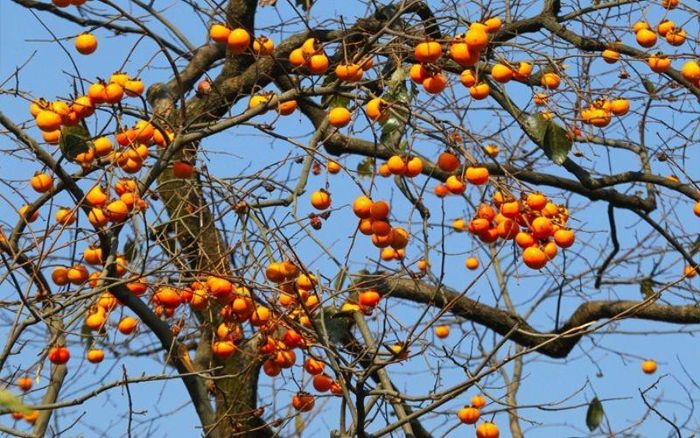 Cây hồng – Tượng trưng cho may mắn và thành công. Ảnh minh họa
